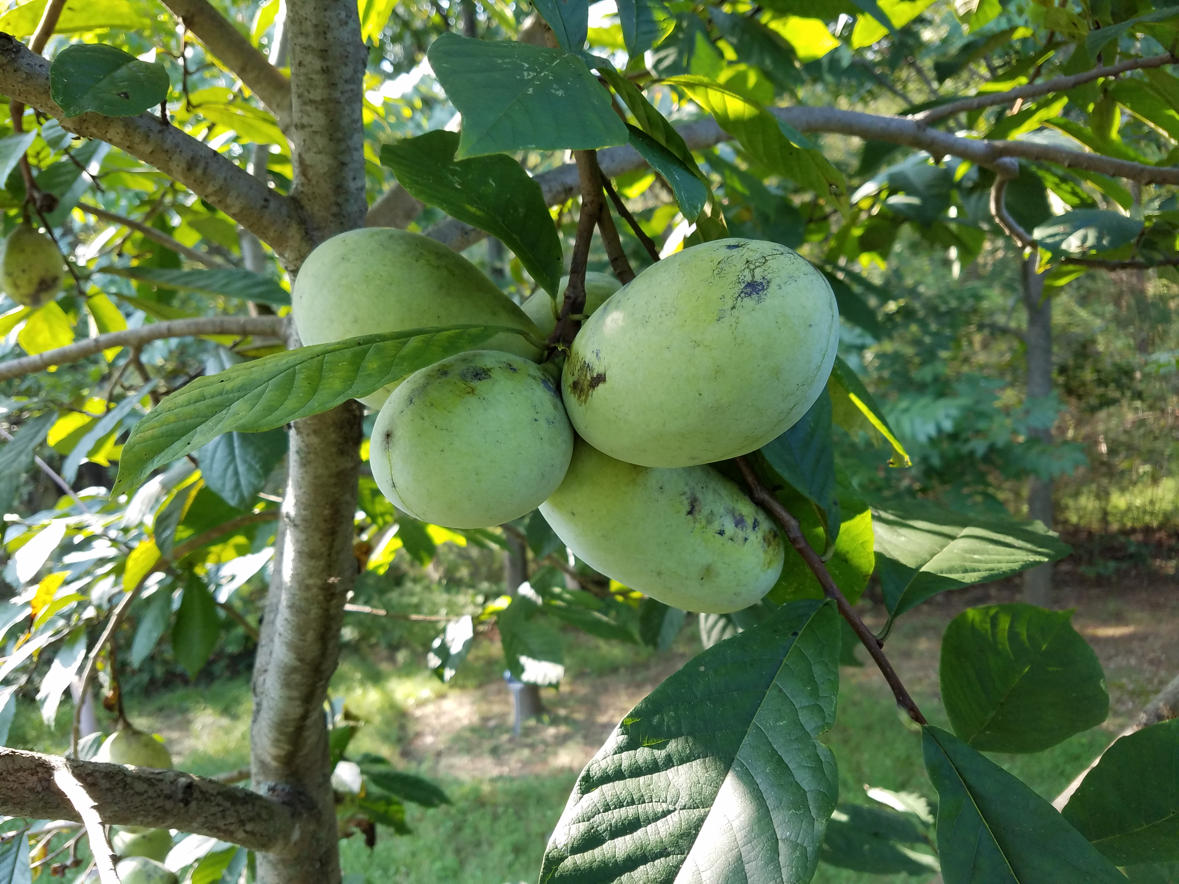 Summer Delight pawpaws<br> on tree