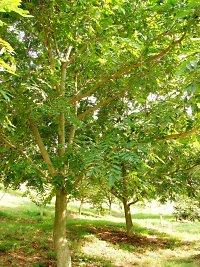 10 yr old heartnut trees