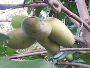large pawpaw fruit