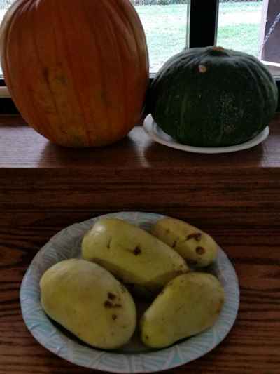 Size comparison of Pawpaw and Squash