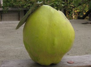 Giant Quince Fruit
