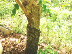 Grafted Heartnut on Black Walnut