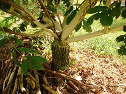 Heartnut on black walnut rootstock