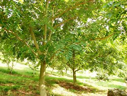 Heartnut Trees on own roots