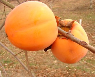 Hakkaido Persimmon on a branch