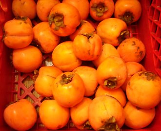 Hakkaido Persimmon