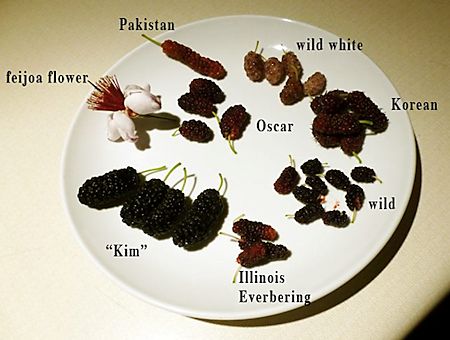 Mulberry Varieties