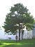 Kentucky Champion pawpaw tree